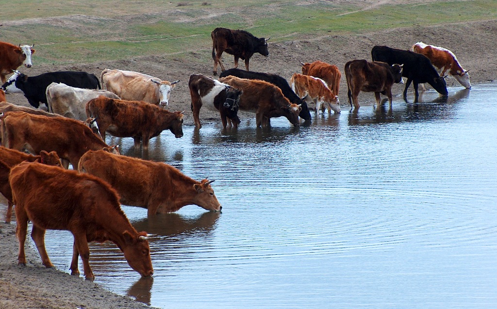 Коровы на водопое на реке Или. Баканаский район, Алмтинская область.